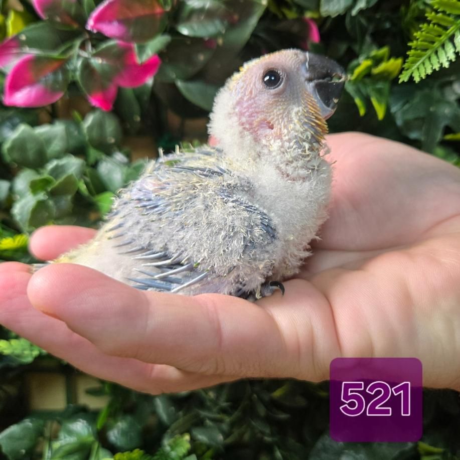Available Birds from Screened Breeders | The Avian Exchange