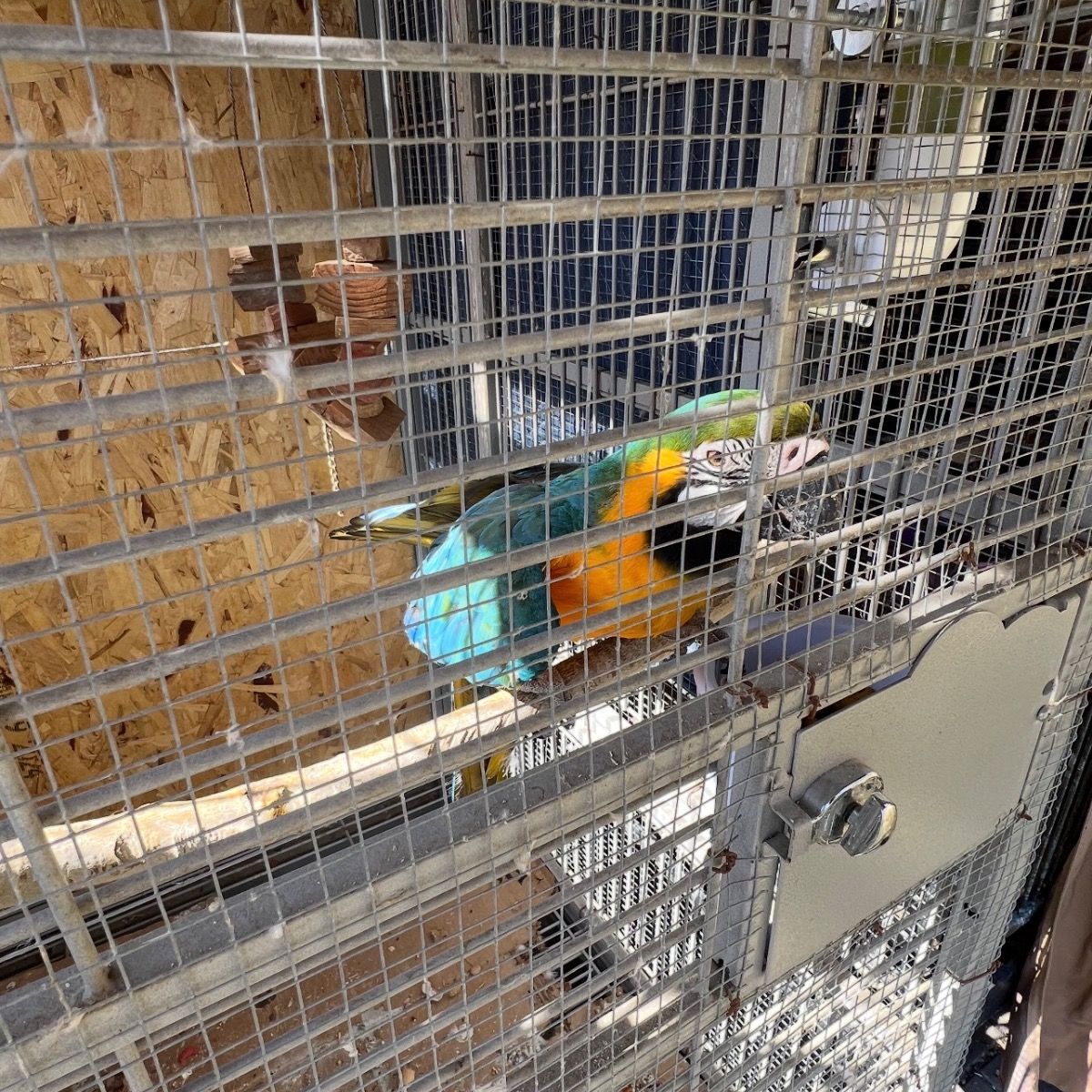 Blue and Gold Macaw