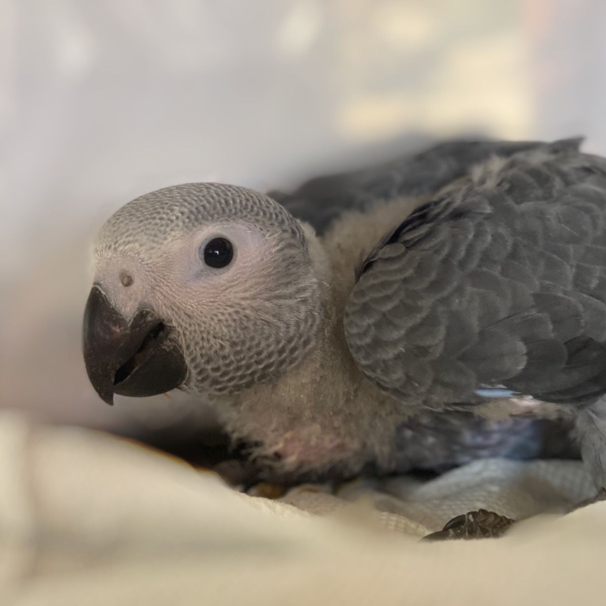 Congo African Grey Parrot