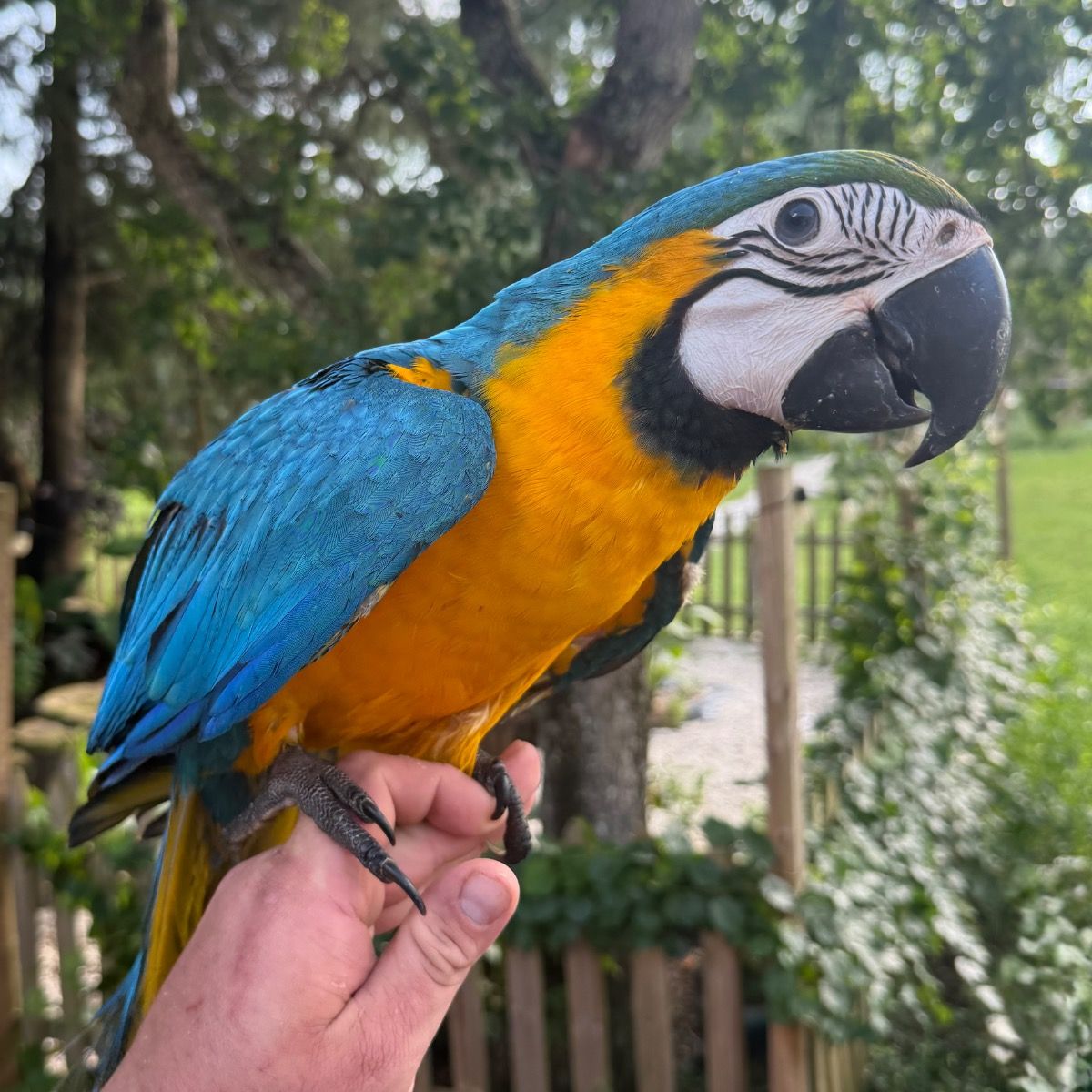 Parrots for Sale — Screened U.S. Breeders Directory