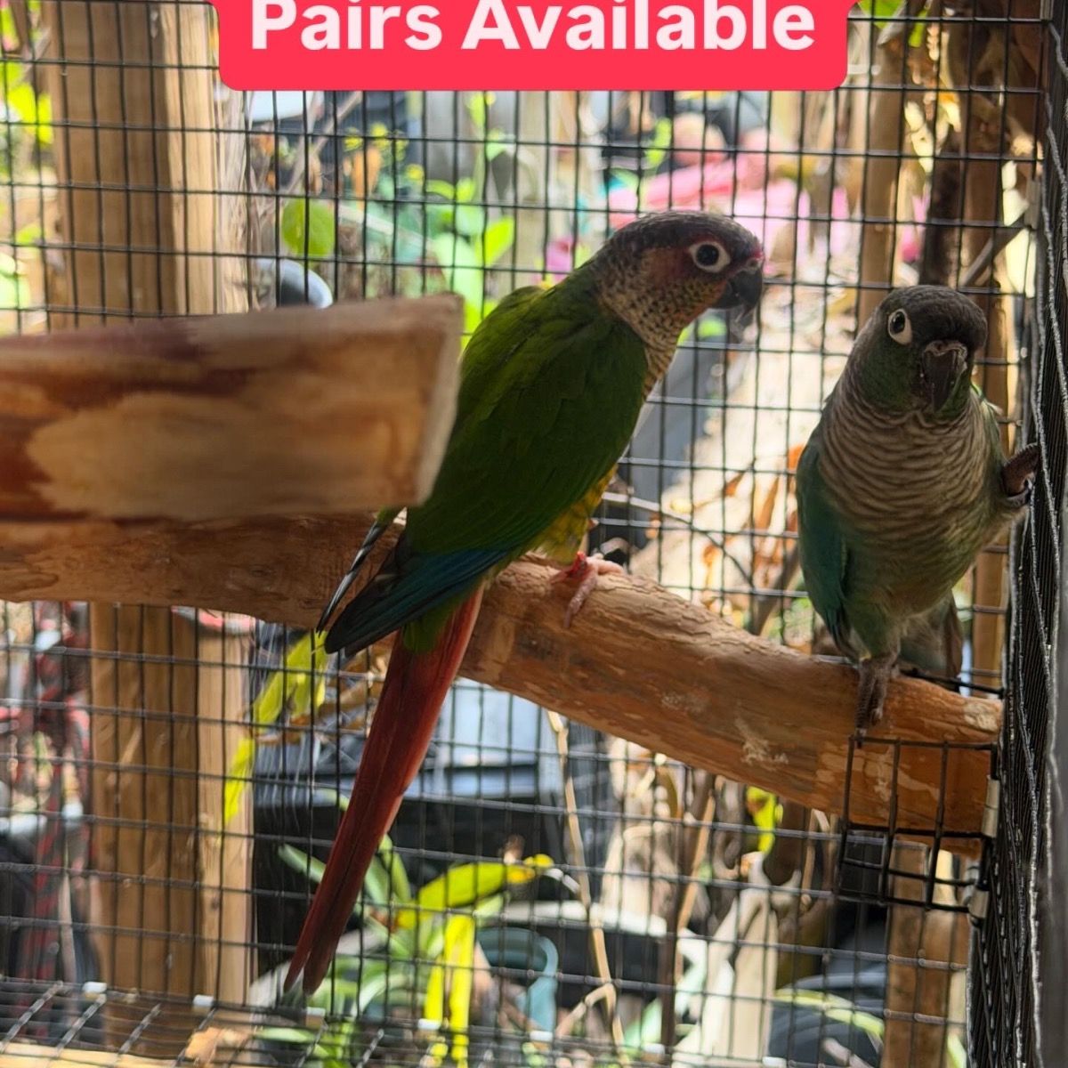 Green Cheek Conure