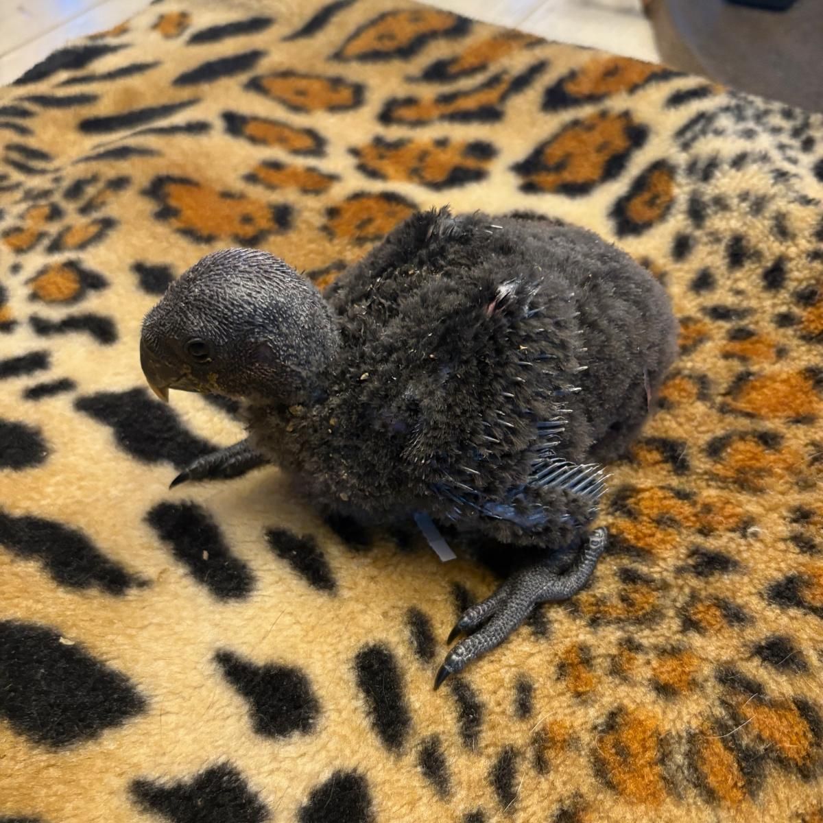 Available Birds from Screened Breeders | The Avian Exchange