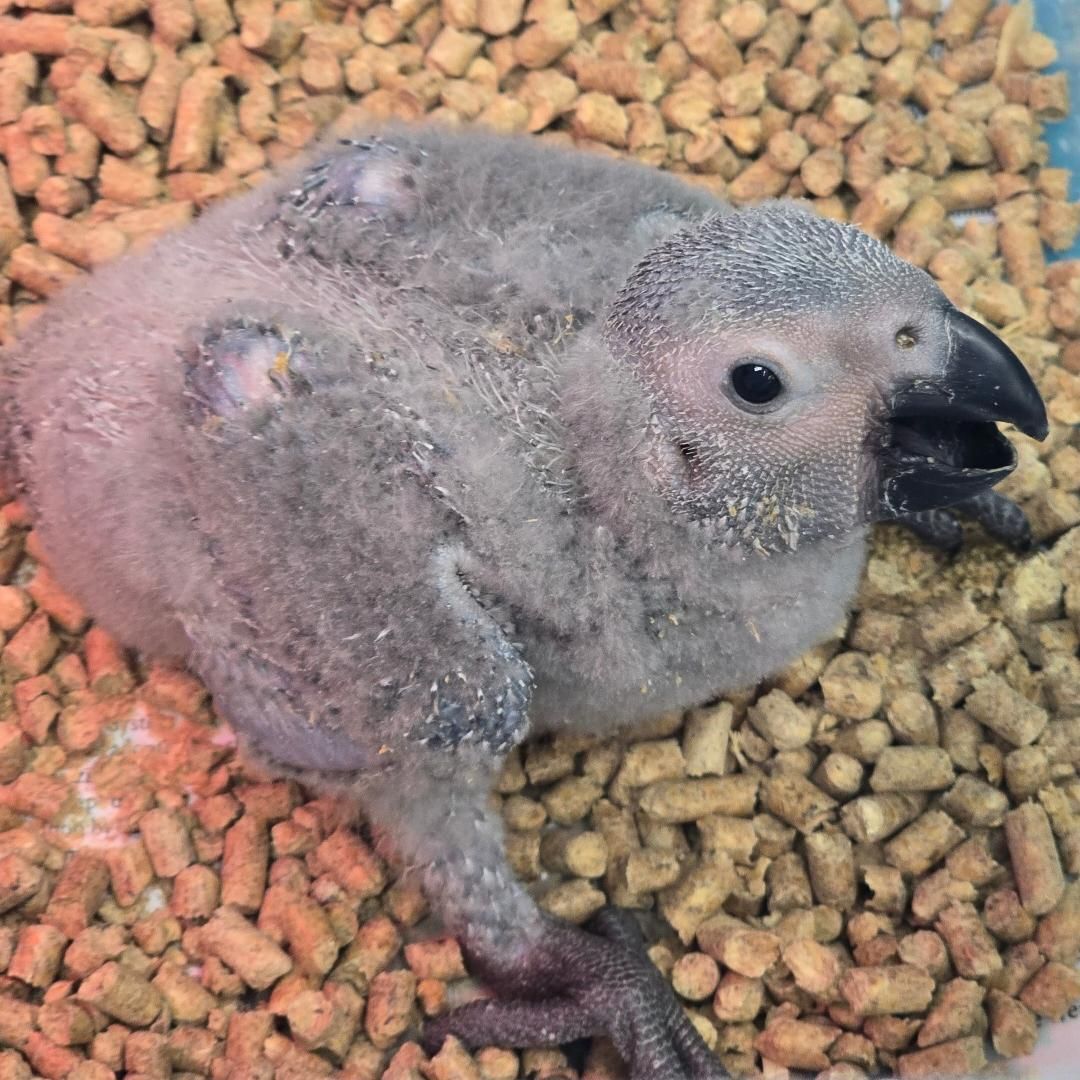 Congo African Grey Parrot