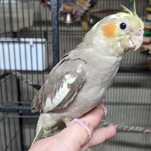 Cockatiel