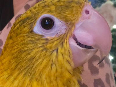 Golden Conure