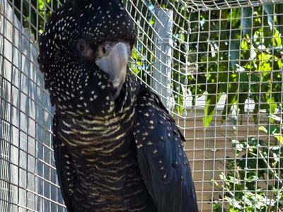 Red Tailed Black Cockatoo