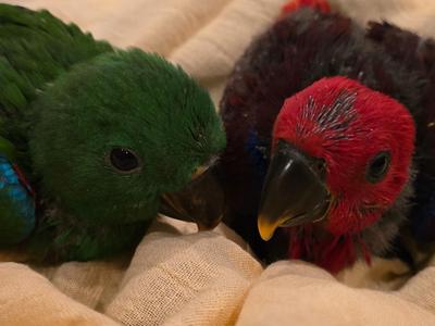 Solomon Island Eclectus