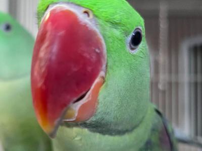 Alexandrine Parakeet