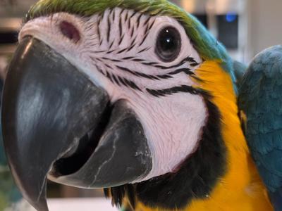 Blue and Gold Macaw