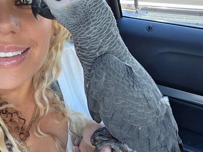 Congo African Grey Parrot