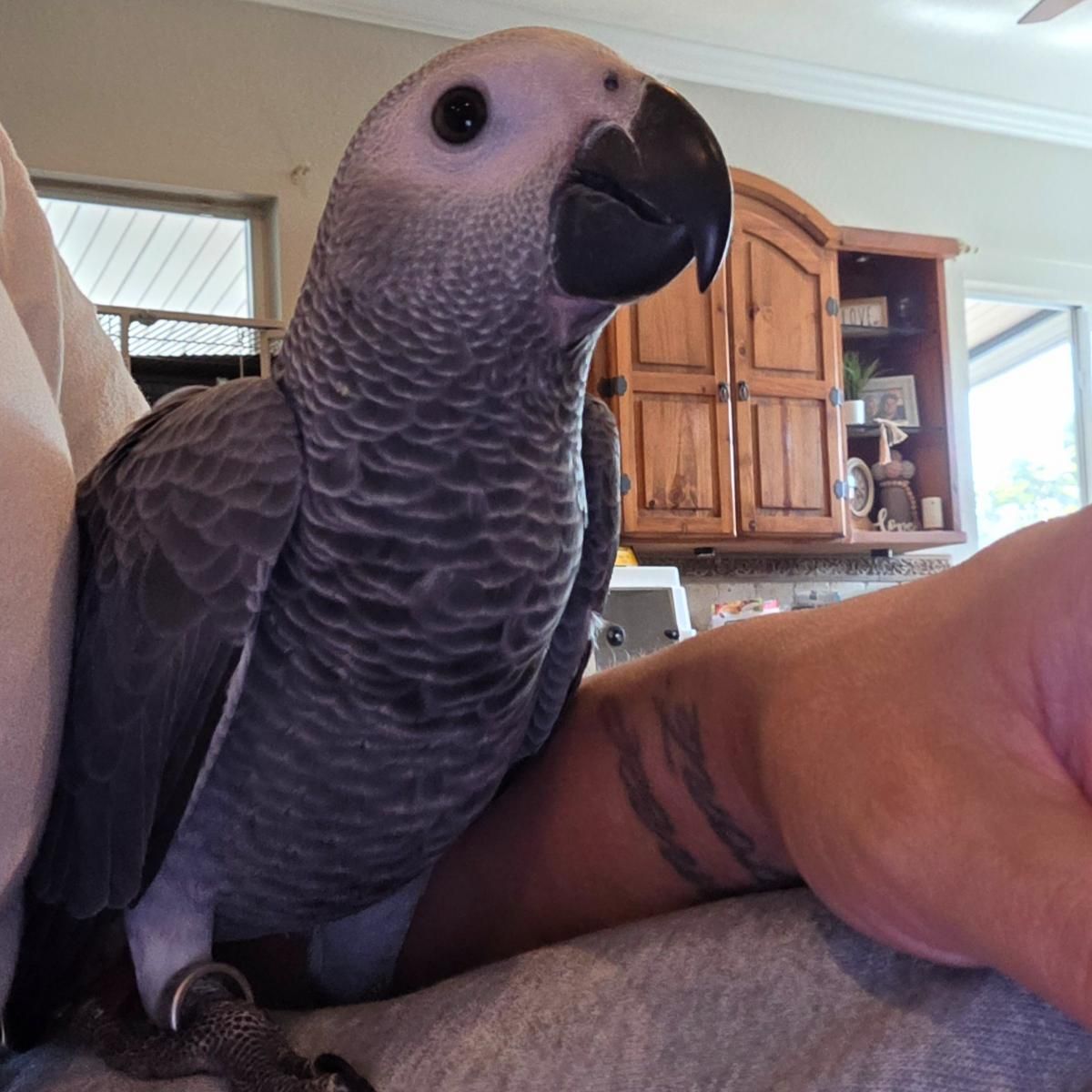 Congo African Grey Parrot