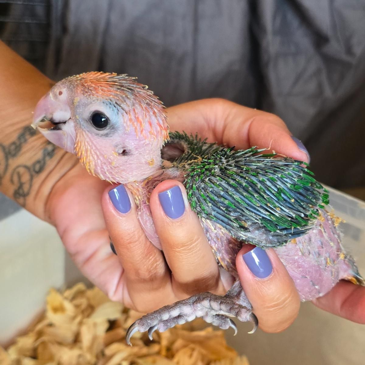 Available Birds from Screened Breeders | The Avian Exchange