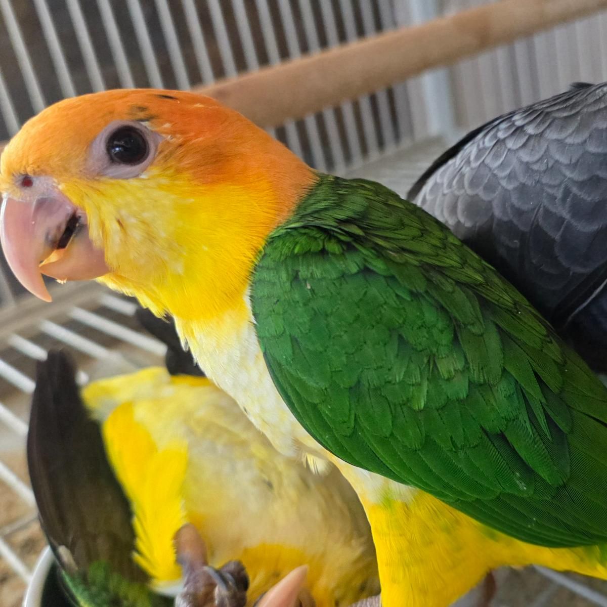 Available Birds from Screened Breeders | The Avian Exchange