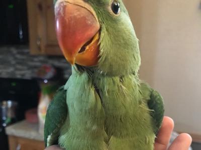 Alexandrine Parakeet