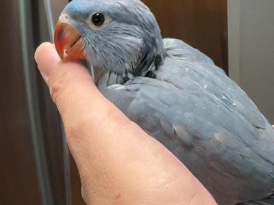 Indian Ringneck Parakeet