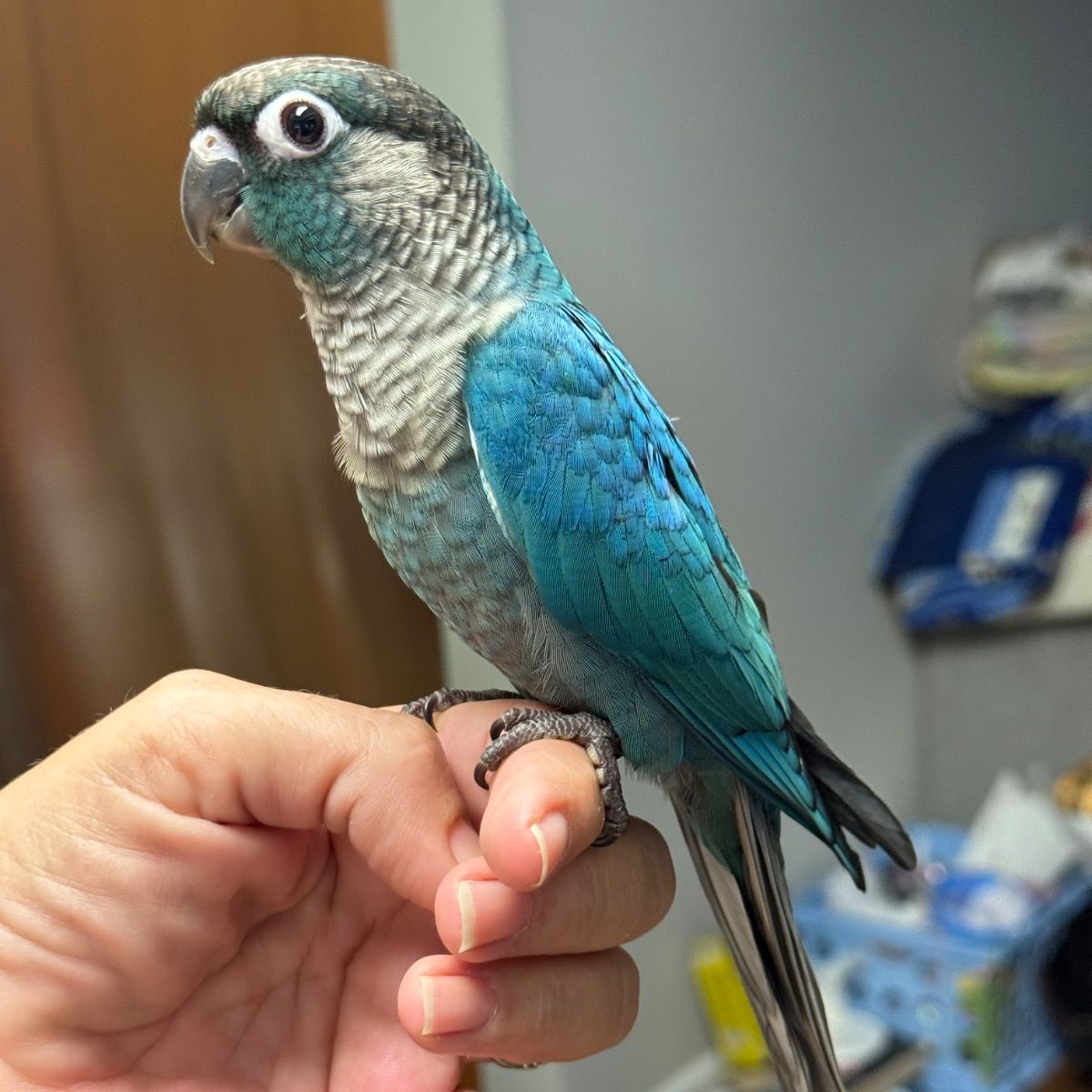 Available Birds from Screened Breeders | The Avian Exchange