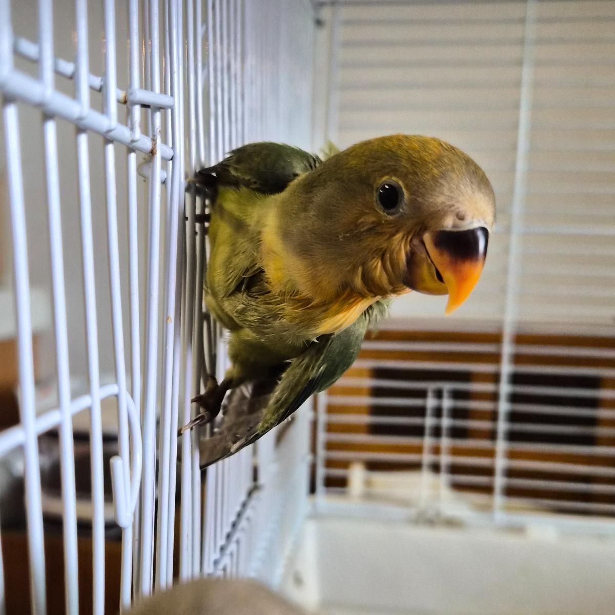 Available Birds from Screened Breeders | The Avian Exchange