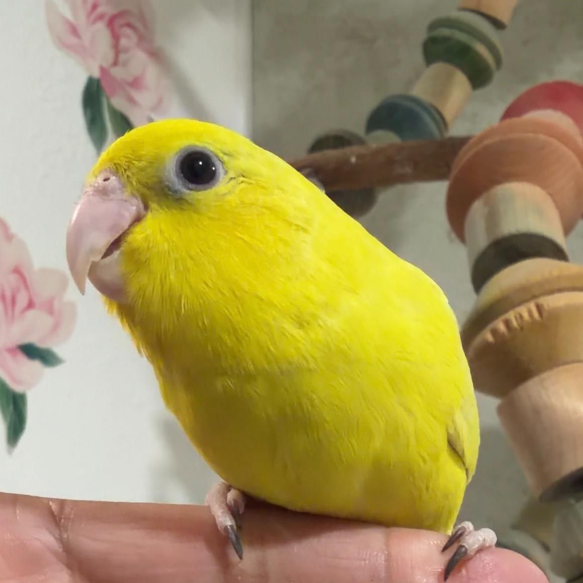 Pacific Parrotlet