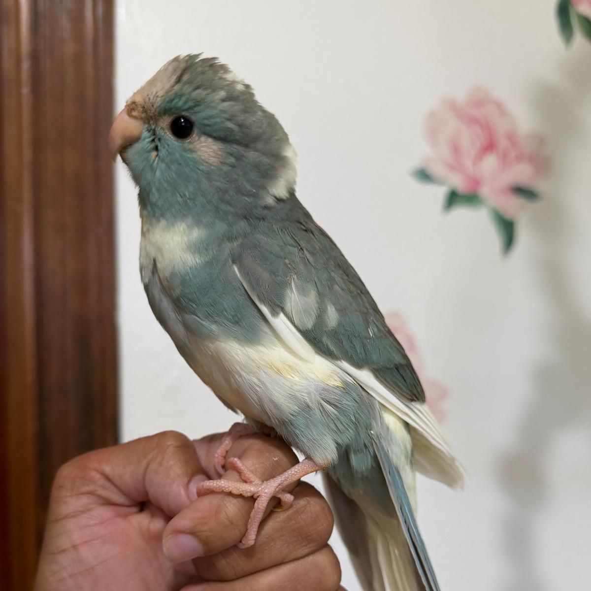 【パルナシウス】ハニングトン・ミカエル（1ペア・チベット産） Parrots for Sale in Anaheim, California | The Avian Exchange