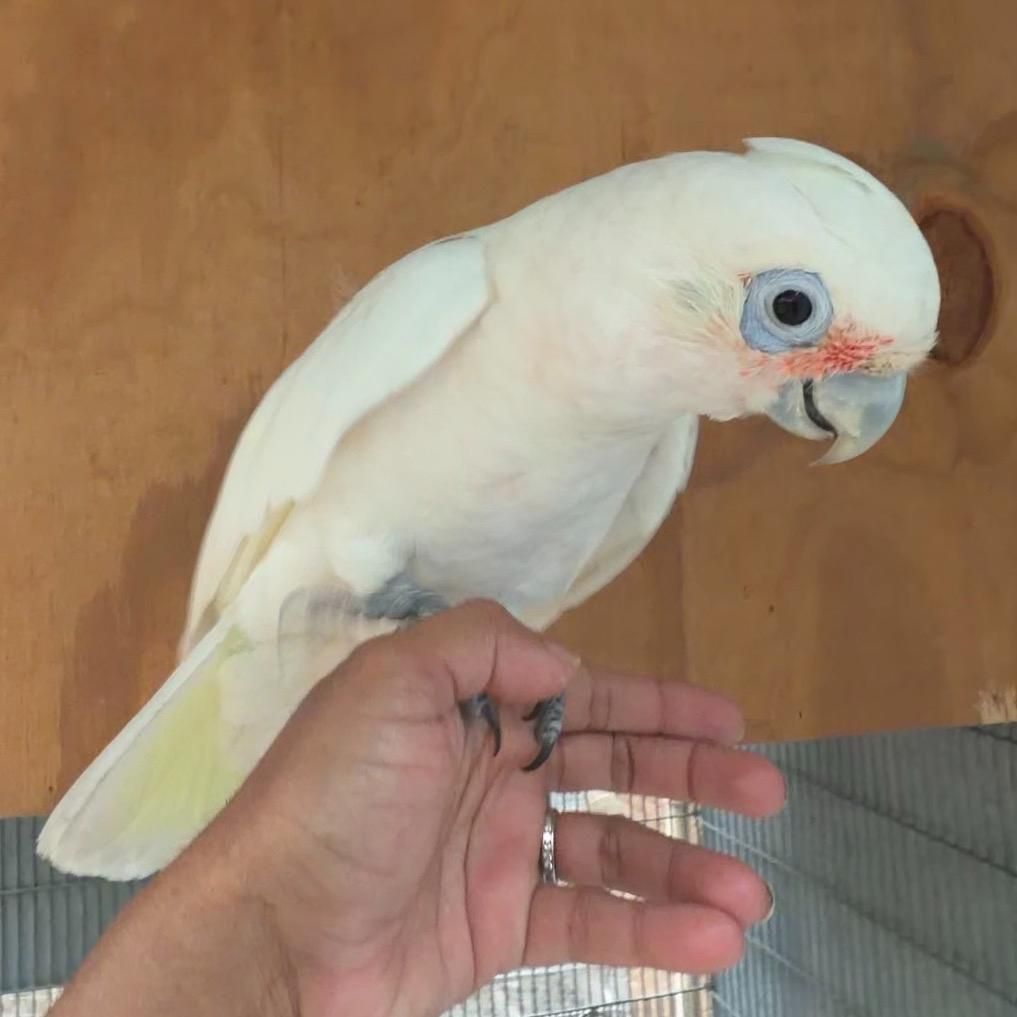 Parrots for Sale in Anaheim, California | The Avian Exchange