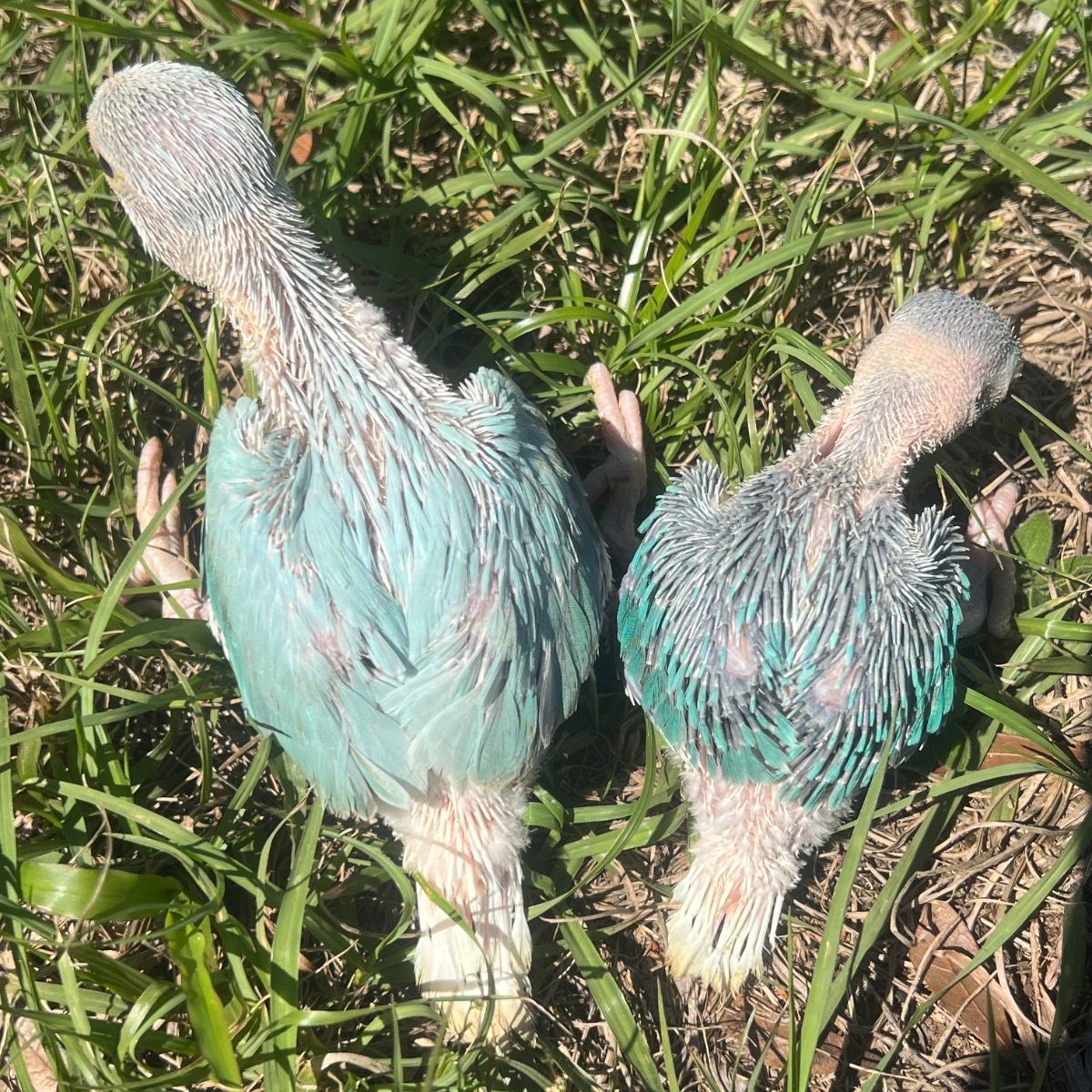 Indian Ringneck Parakeet
