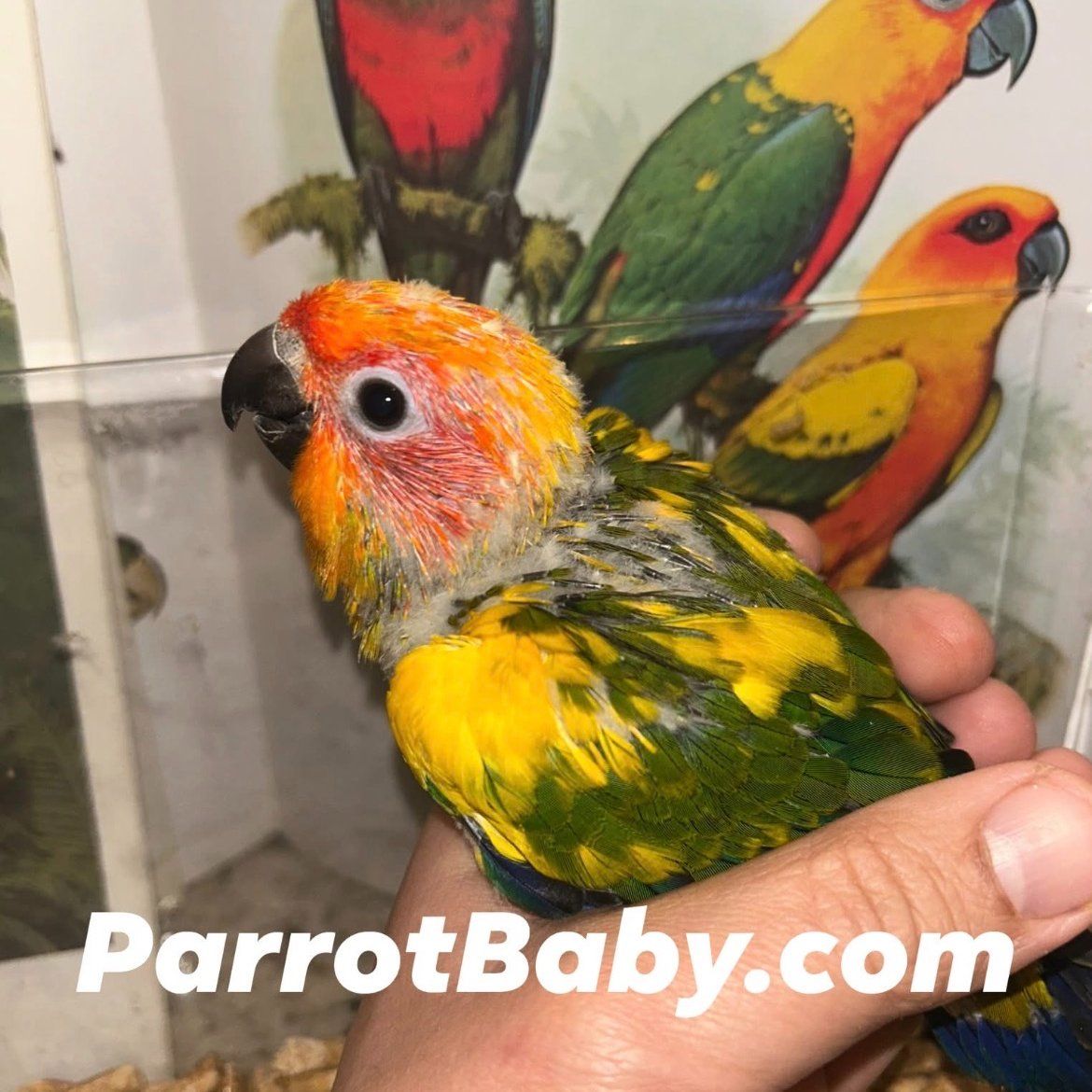 Sun Conure