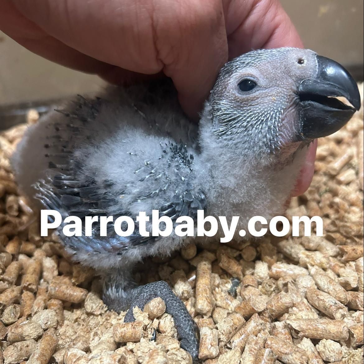 Congo African Grey Parrot