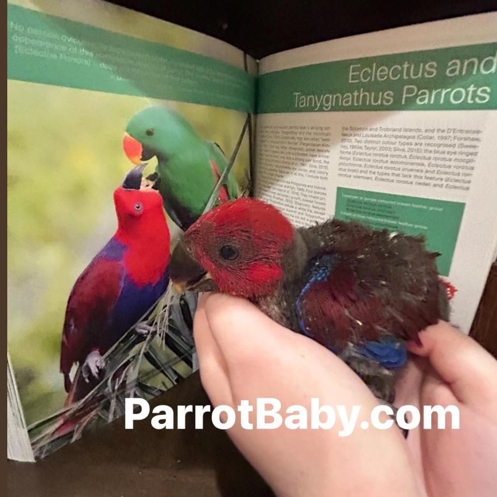 Solomon Island Eclectus