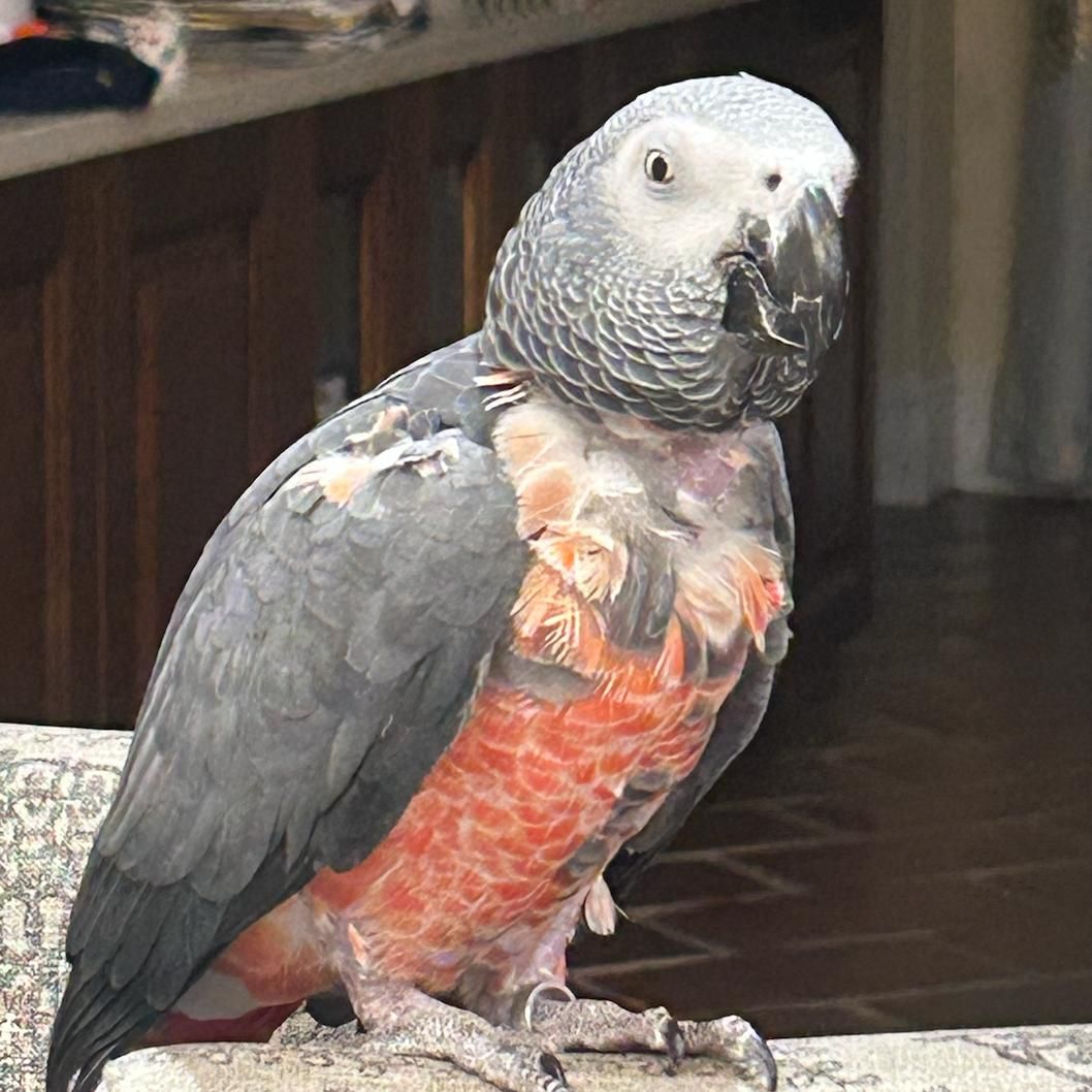 Congo African Grey Parrot