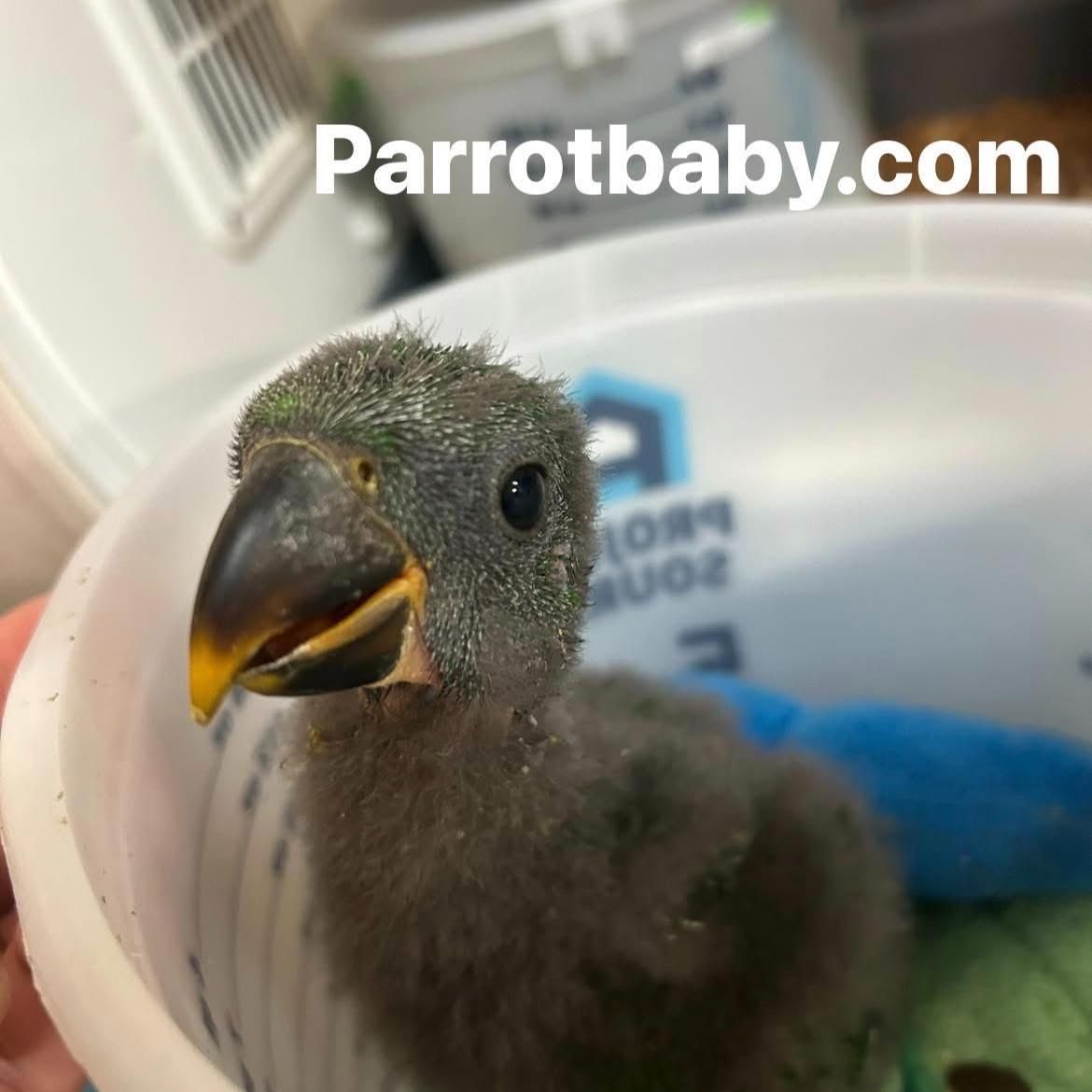 Available Birds from Screened Breeders | The Avian Exchange