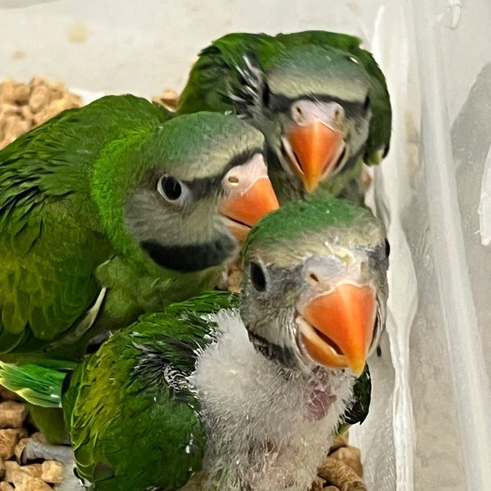 Mustached Parakeet