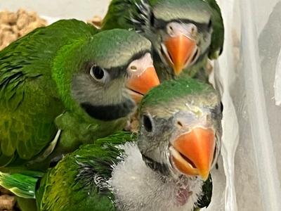 Mustached Parakeet