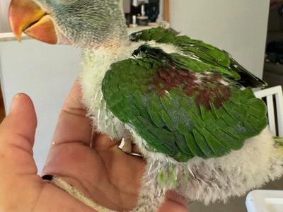 Alexandrine Parakeet