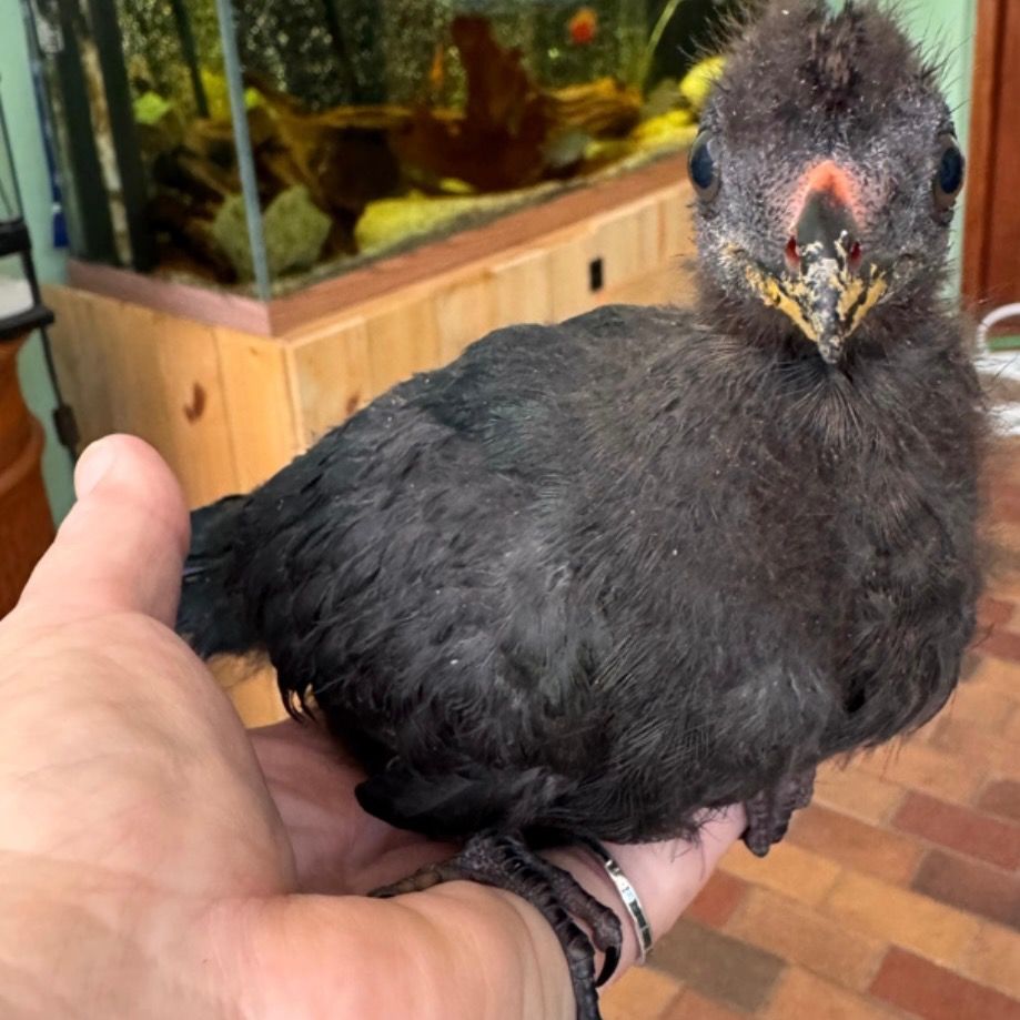 Livingstone's Turaco
