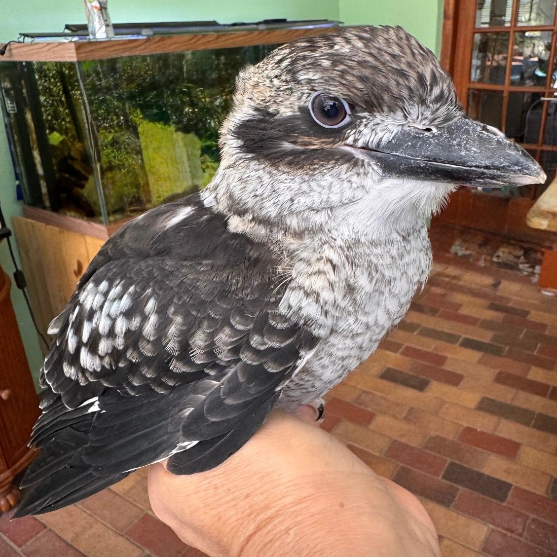 Kookaburra