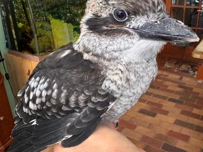 Kookaburra