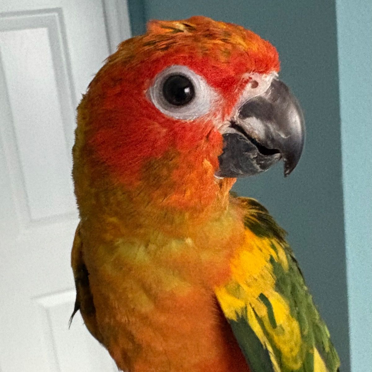 Sun Conure