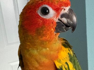 Sun Conure