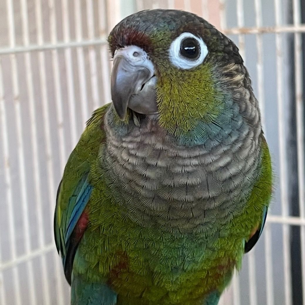 【パルナシウス】ハニングトン・ミカエル（1ペア・チベット産） Available Birds from Screened Breeders | The Avian Exchange