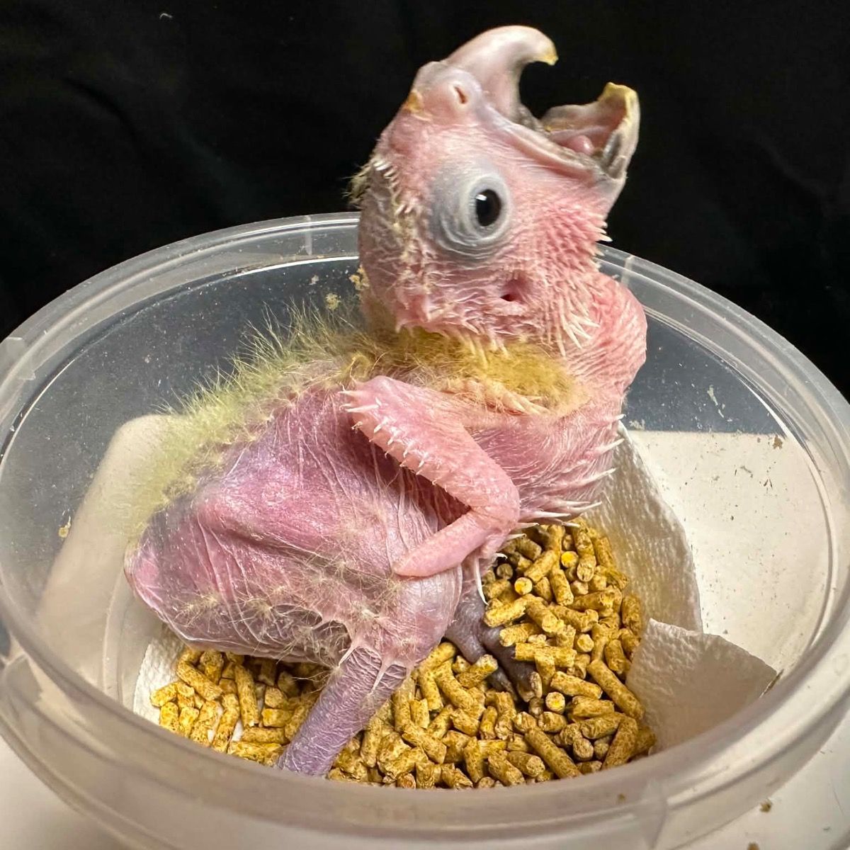 Available Birds from Screened Breeders | The Avian Exchange
