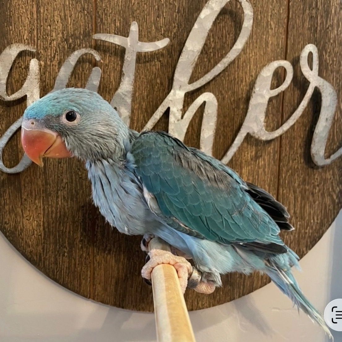 Alexandrine Parakeet