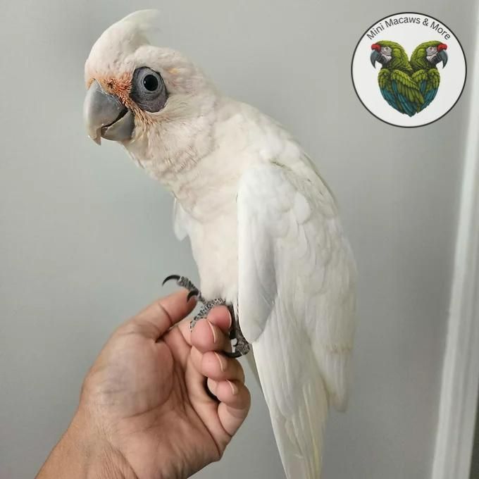 Available Birds from Screened Breeders | The Avian Exchange