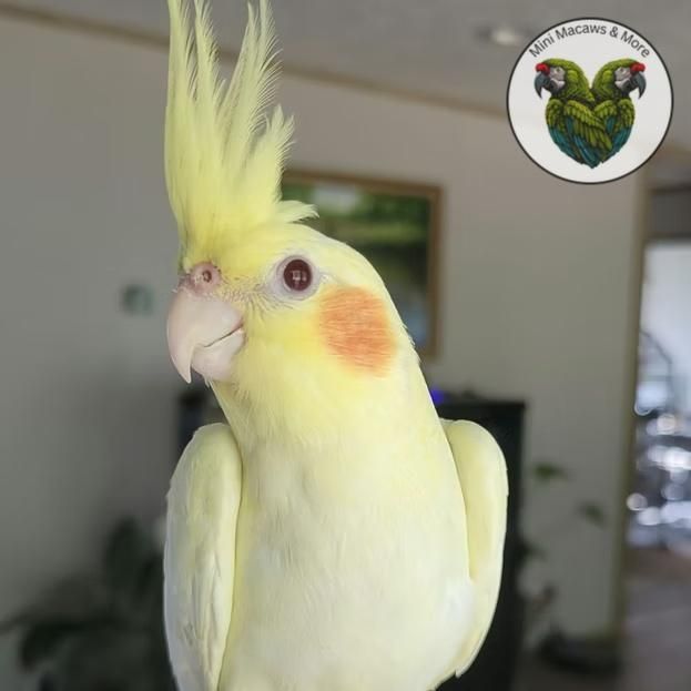 Cockatiels for Sale in Mississippi | The Avian Exchange