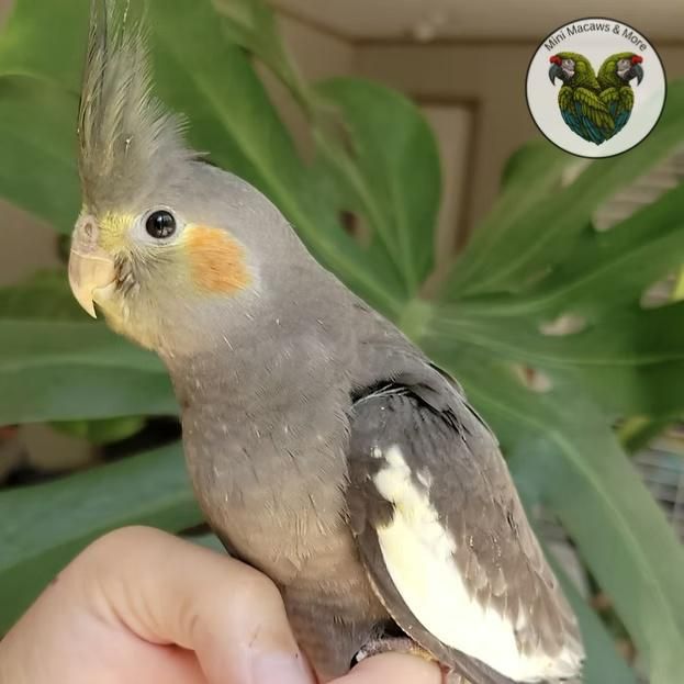 Cockatiels for Sale in Mississippi | The Avian Exchange
