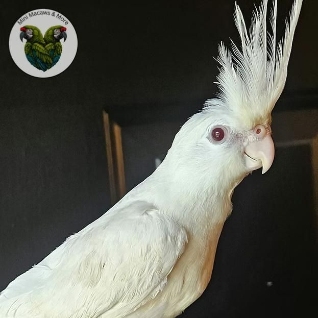 Cockatiels for Sale in Jackson, Mississippi | The Avian Exchange