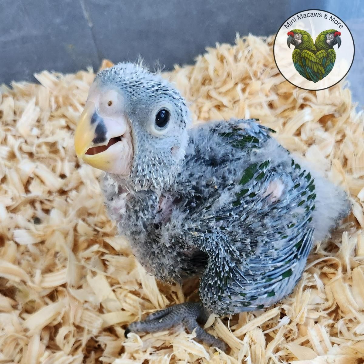 Available Birds from Screened Breeders | The Avian Exchange