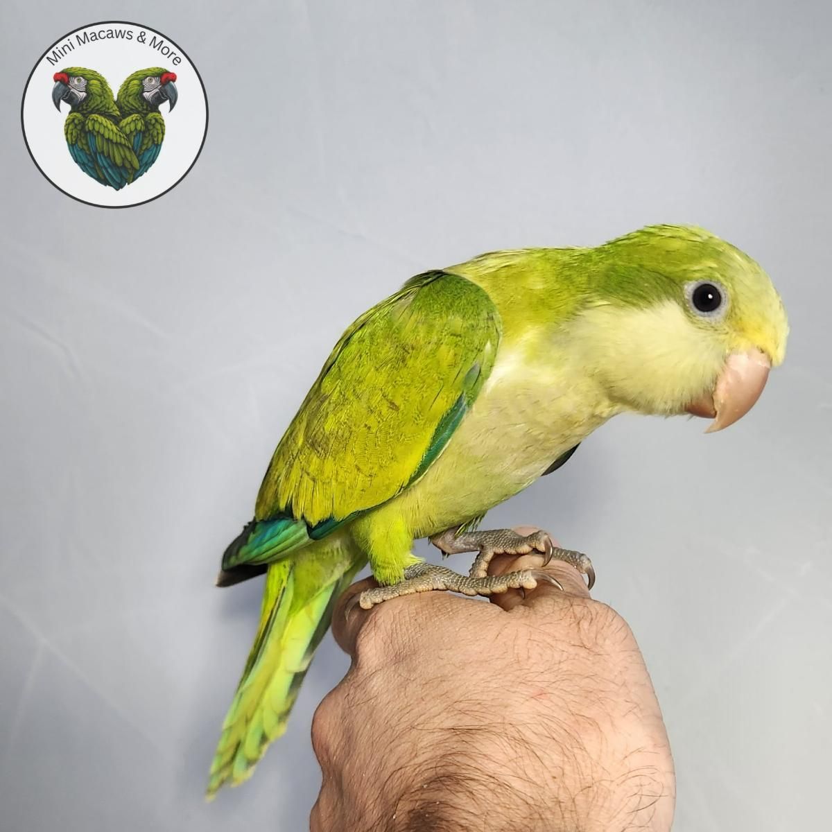 Parakeets for Sale in Alaska | The Avian Exchange